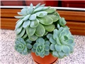 Echeveria elegans
